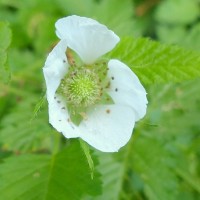 Rubus rosifolius Sm.